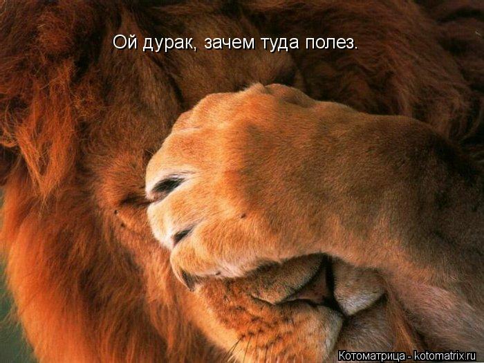 Котоматрица: Ой дурак, зачем туда полез.