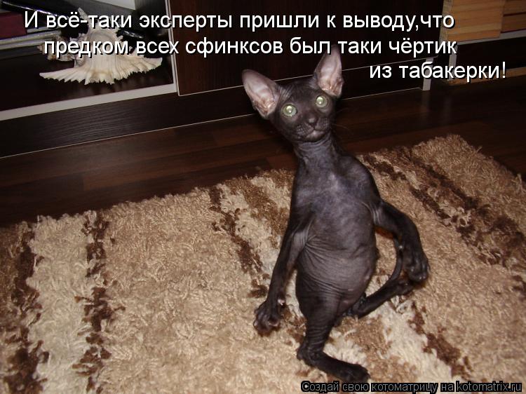 Котоматрица: И всё-таки эксперты пришли к выводу,что предком всех сфинксов был таки чёртик из табакерки!