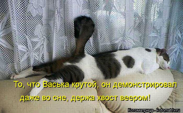 То, что Васька крутой, он демонстрировал даже во сне, держа хвост веером!... Котоматрица: То, что Васька крутой, он демонстрировал даже во сне, держа хвост веером!