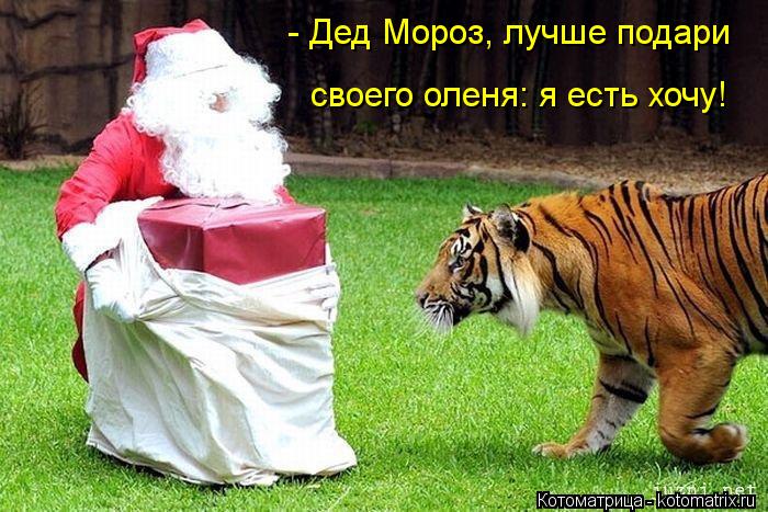 - Дед Мороз, лучше подари своего оленя: я есть хочу!... Котоматрица: - Дед Мороз, лучше подари своего оленя: я есть хочу!