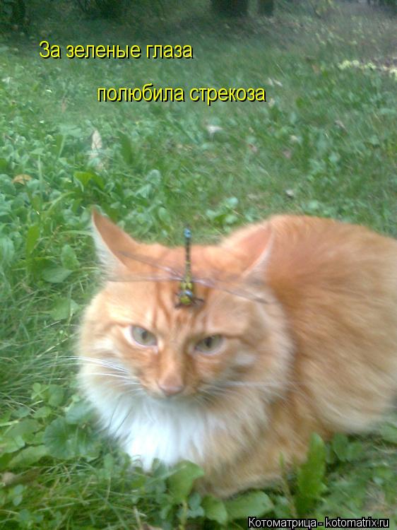 За зеленые глаза полюбила стрекоза... Котоматрица: За зеленые глаза полюбила стрекоза