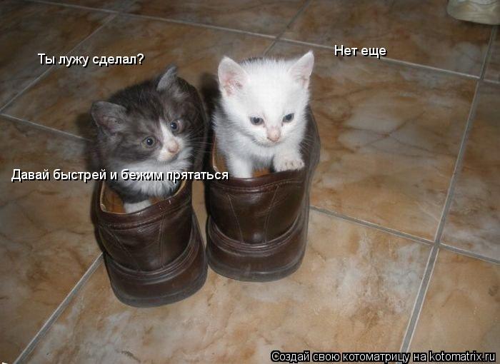 Котоматрица: Ты лужу сделал? Нет еще Давай быстрей и бежим прятаться