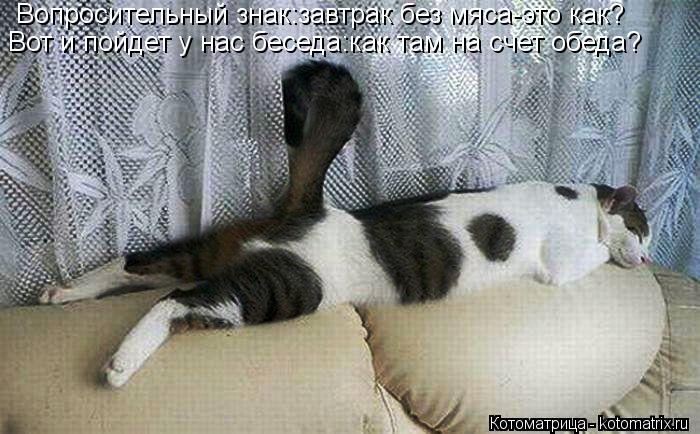 Котоматрица: Вопросительный знак:завтрак без мяса-это как? Вот и пойдет у нас беседа:как там на счет обеда?