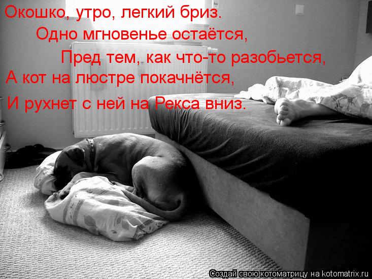 Котоматрица: Одно мгновенье остаётся,  А кот на люстре покачнётся,  Окошко, утро, легкий бриз. Пред тем, как что-то разобьется,  И рухнет с ней на Рекса вниз.