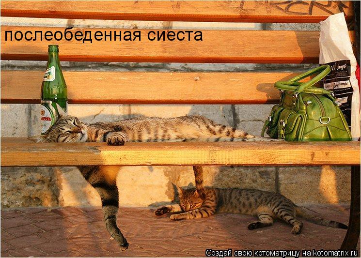 послеобеденная сиеста... Котоматрица: послеобеденная сиеста
