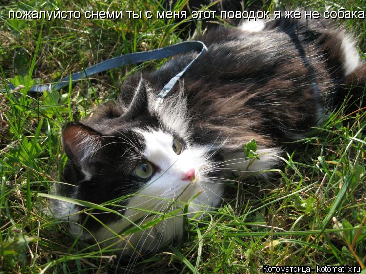 пожалуйсто снеми ты с меня этот поводок я же не собака... Котоматрица: пожалуйсто снеми ты с меня этот поводок я же не собака