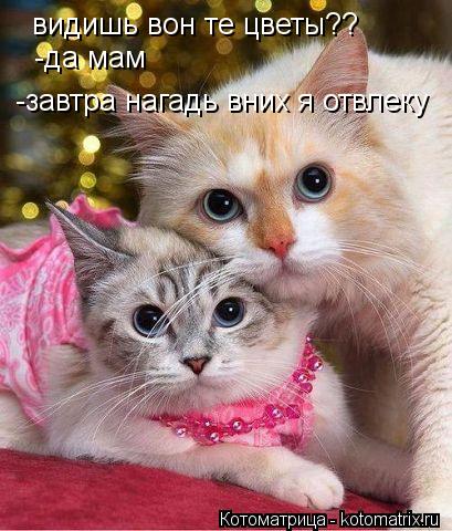 видишь вон те цветы?? -да мам -завтра нагадь вних я отвлеку... Котоматрица: видишь вон те цветы?? -да мам -завтра нагадь вних я отвлеку