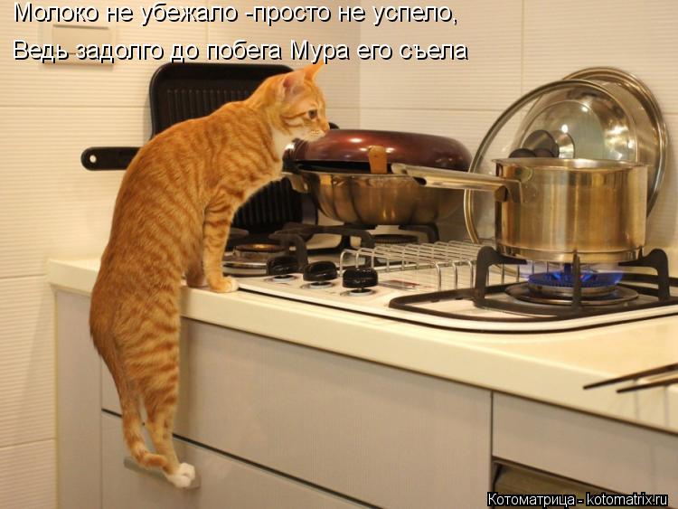 Котоматрица: Молоко не убежало -просто не успело, Ведь задолго до побега Мура его съела