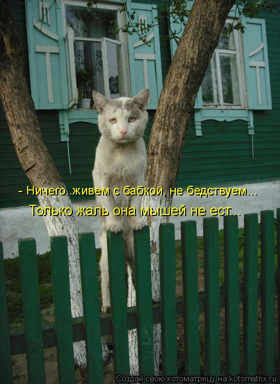 Котоматрица: - Ничего..живем с бабкой, не бедствуем... Только жаль она мышей не ест...