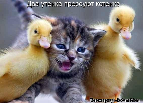 Котоматрица: Два утёнка прессуют котенка
