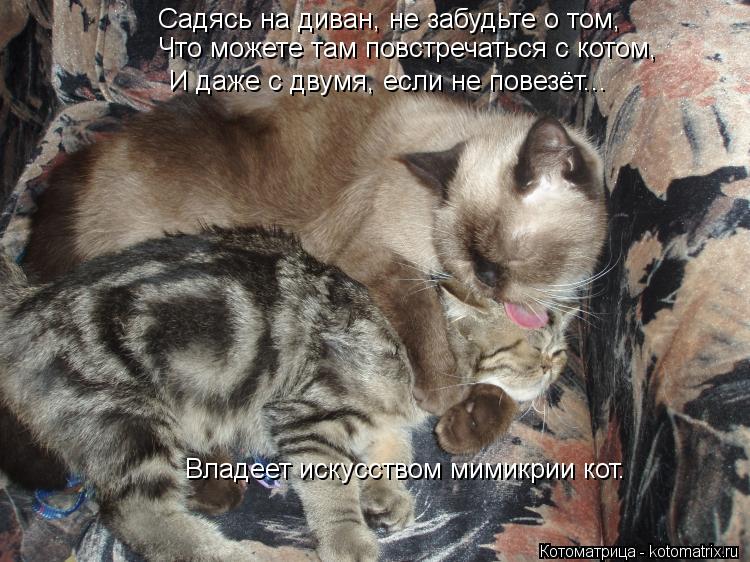Садясь на диван, не забудьте о том, Что можете там повстречаться с котом, И даже с двумя, если не пов... Котоматрица: Садясь на диван, не забудьте о том, Что можете там повстречаться с котом, И даже с двумя, если не повезёт... Владеет искусством мимикрии кот.