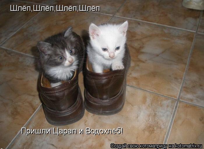Котоматрица: Шлёп,Шлёп,Шлёп,Шлёп Пришли Царап и Водохлёб!
