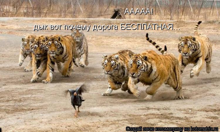 Котоматрица: ААААА! дык вот почему дорога БЕСПЛАТНАЯ...