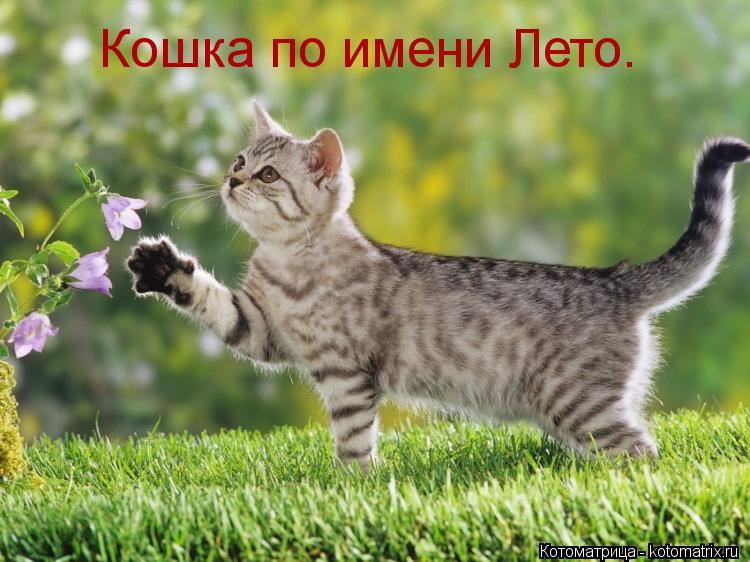 Котоматрица: Кошка по имени Лето.