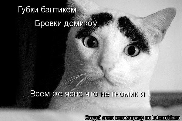 Котоматрица: Губки бантиком  Бровки домиком ...Всем же ясно что не гномик я !