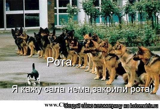 Я кажу сала нема,закрили рота! Рота...... Котоматрица: Я кажу сала нема,закрили рота! Рота...