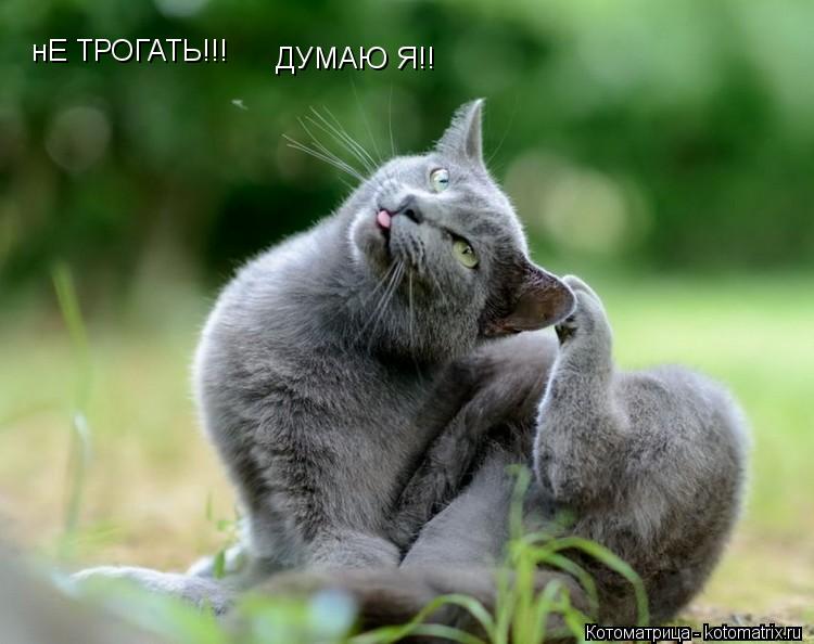 нЕ ТРОГАТЬ!!! ДУМАЮ Я!!... Котоматрица: нЕ ТРОГАТЬ!!! ДУМАЮ Я!!