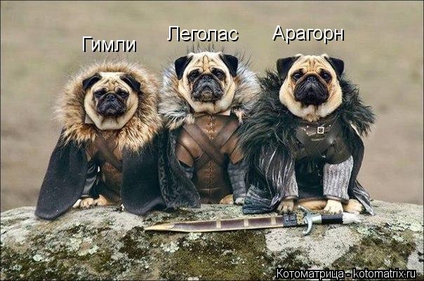 Котоматрица: Гимли Леголас Арагорн