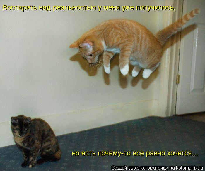 Котоматрица: Воспарить над реальностью у меня уже получилось,  но есть почему-то все равно хочется...