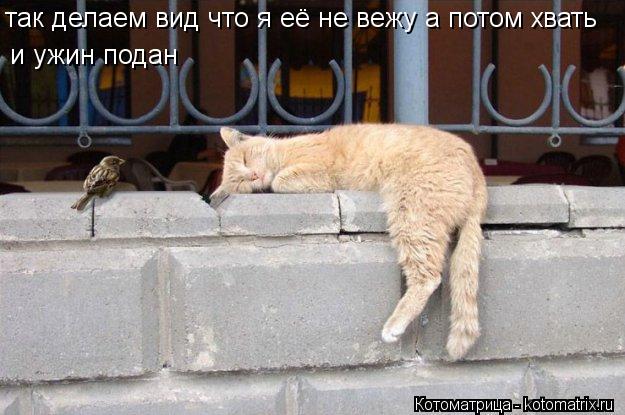 так делаем вид что я её не вежу а потом хвать и ужин подан... Котоматрица: так делаем вид что я её не вежу а потом хвать и ужин подан