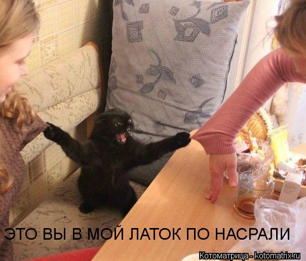 ЭТО ВЫ В МОЙ ЛАТОК ПО НАСРАЛИ... Котоматрица: ЭТО ВЫ В МОЙ ЛАТОК ПО НАСРАЛИ