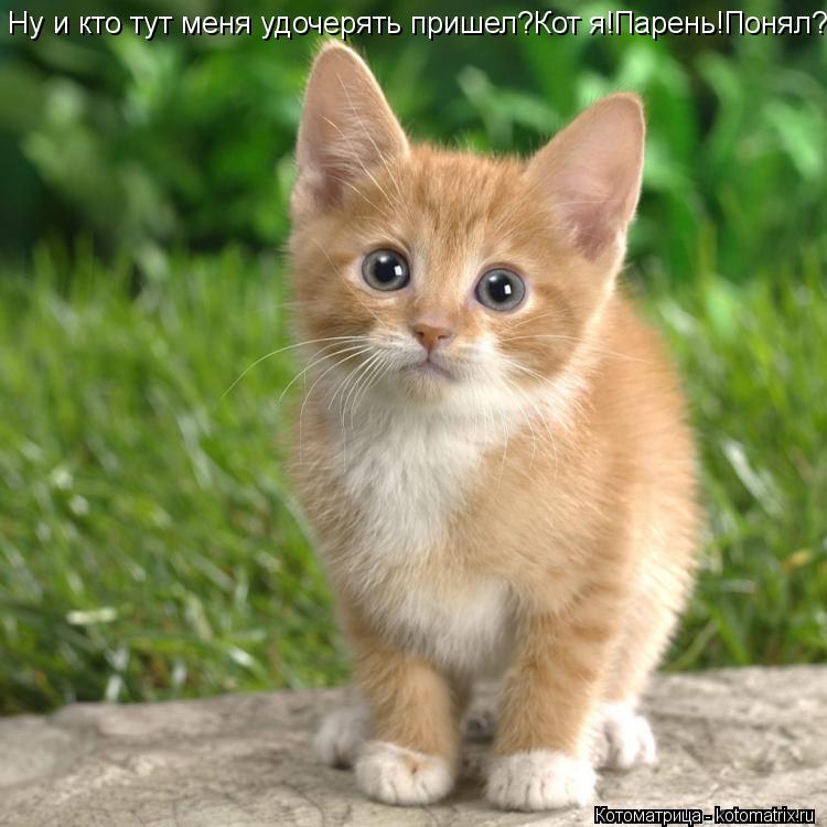 Котоматрица: Ну и кто тут меня удочерять пришел?Кот я!Парень!Понял?