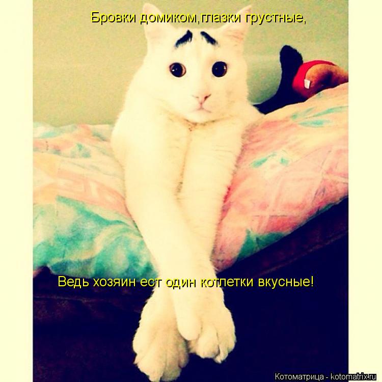 Котоматрица: Бровки домиком,глазки грустные, Ведь хозяин ест один котлетки вкусные!