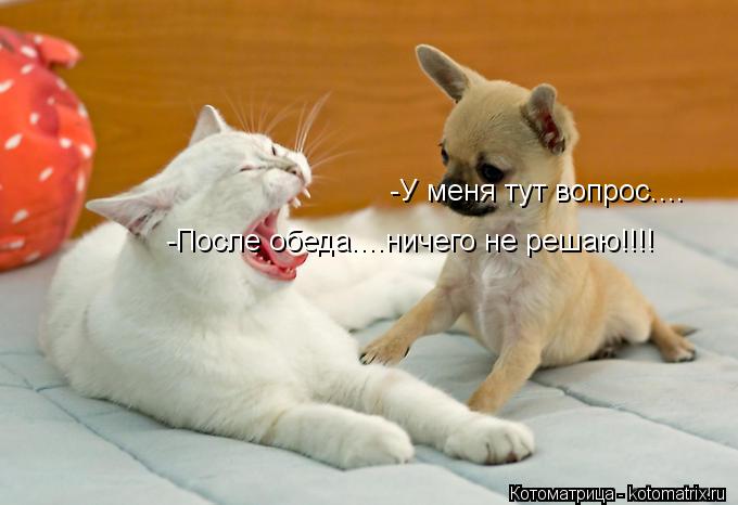 Котоматрица: -После обеда....ничего не решаю!!!! -У меня тут вопрос....