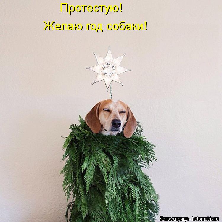 Котоматрица: Протестую! Желаю год собаки!