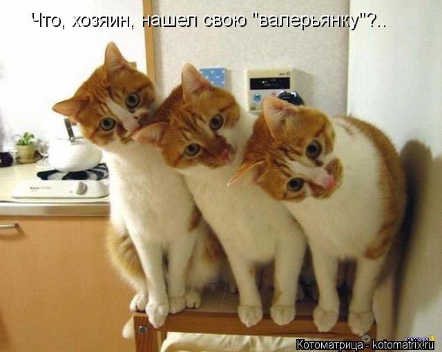 Что, хозяин, нашел свою "валерьянку"?..... Котоматрица: Что, хозяин, нашел свою "валерьянку"?..