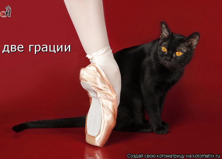 Котоматрица: две грации
