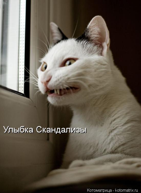 Улыбка Скандализы... Котоматрица: Улыбка Скандализы
