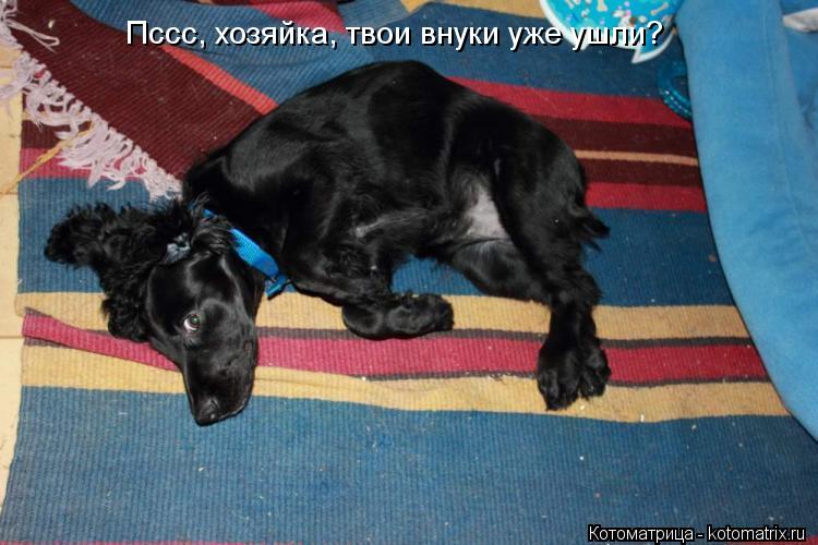 Пссс, хозяйка, твои внуки уже ушли?... Котоматрица: Пссс, хозяйка, твои внуки уже ушли?