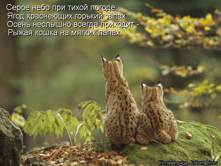 Котоматрица: Серое небо при тихой погоде, Ягод краснеющих горький запах. Осень неслышно всегда приходит - Рыжая кошка на мягких лапах.