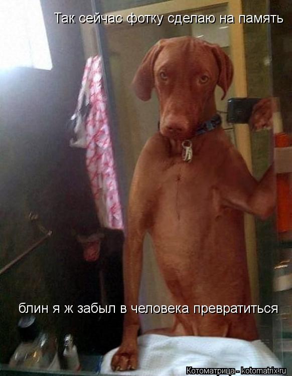 Котоматрица: Так сейчас фотку сделаю на память блин я ж забыл в человека превратиться