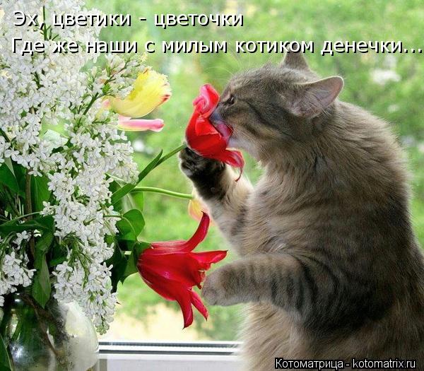 Эх, цветики - цветочки Где же наши с милым котиком денечки...... Котоматрица: Эх, цветики - цветочки Где же наши с милым котиком денечки...