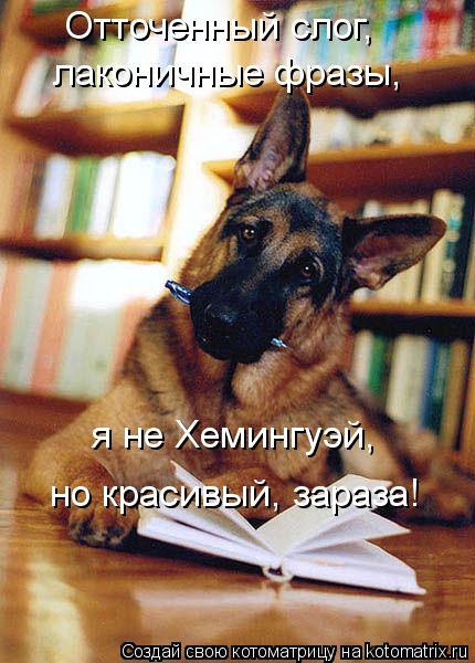 Котоматрица: Отточенный слог, я не Хемингуэй, но красивый, зараза! лаконичные фразы,