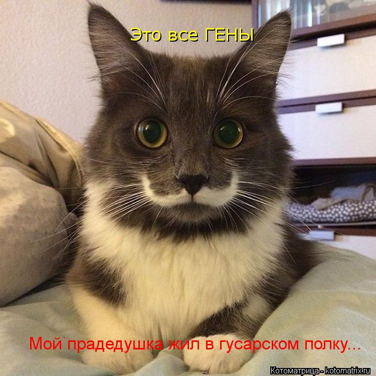 Мой прадедушка жил в гусарском полку... Это все ГЕНЫ... Котоматрица: Мой прадедушка жил в гусарском полку... Это все ГЕНЫ