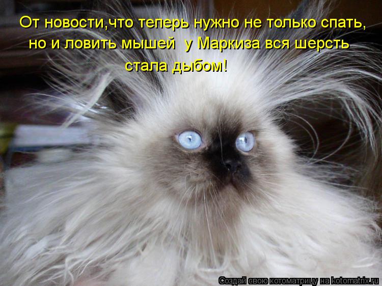 Котоматрица: От новости,что теперь нужно не только спать, но и ловить мышей  у Маркиза вся шерсть стала дыбом!