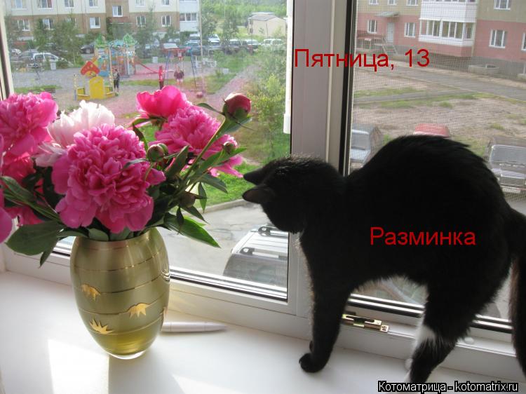 Пятница, 13 Разминка... Котоматрица: Пятница, 13 Разминка