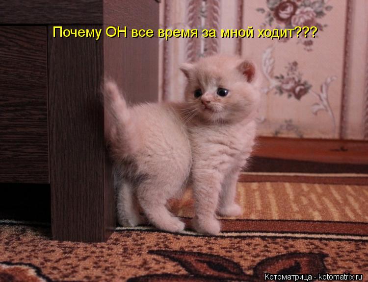 Почему ОН все время за мной ходит???... Котоматрица: Почему ОН все время за мной ходит???