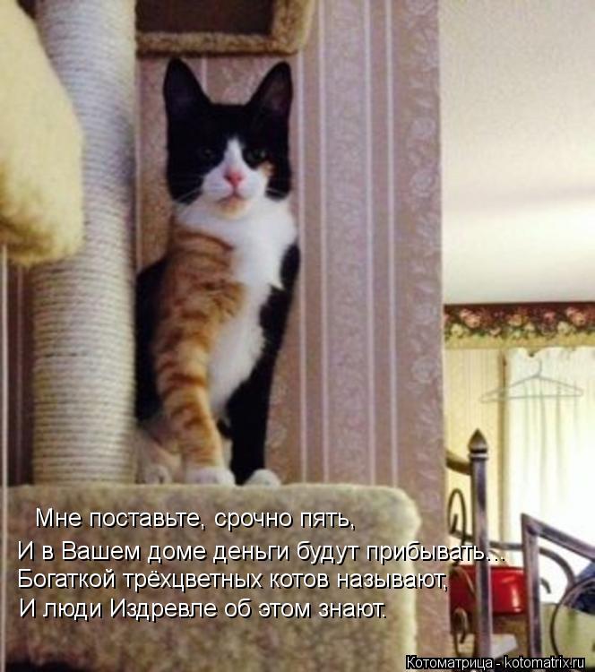 Мне поставьте, срочно пять, И в Вашем доме деньги будут прибывать... Богаткой трёхцветных котов назыв... Котоматрица: Мне поставьте, срочно пять, И в Вашем доме деньги будут прибывать... Богаткой трёхцветных котов называют, И люди Издревле об этом знают.