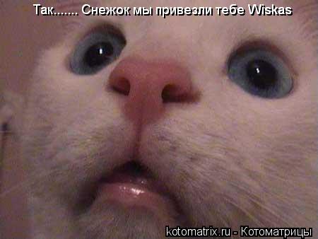 Так....... Снежок мы привезли тебе Wiskas Так....... Снежок мы привезли тебе Wiskas... Котоматрица: Так....... Снежок мы привезли тебе Wiskas Так....... Снежок мы привезли тебе Wiskas
