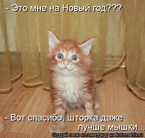Котоматрица: - Это мне на Новый год??? - Вот спасибо, шторка даже  лучше мышки...