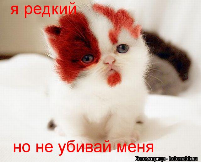 Котоматрица: я редкий но не убивай меня