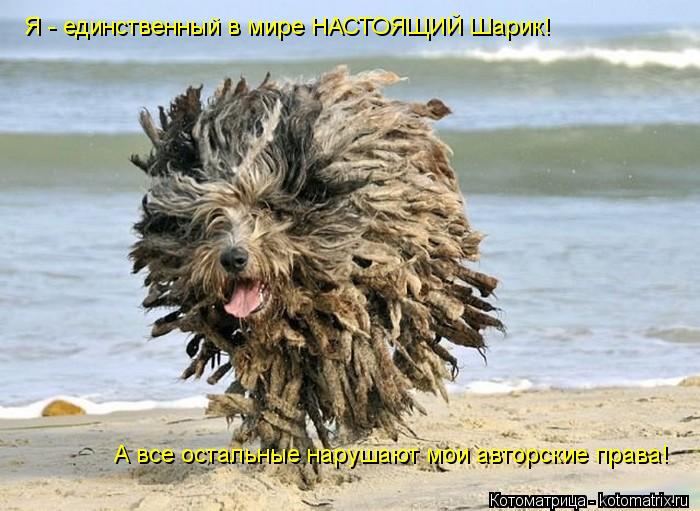Котоматрица: Я - единственный в мире НАСТОЯЩИЙ Шарик! А все остальные нарушают мои авторские права!