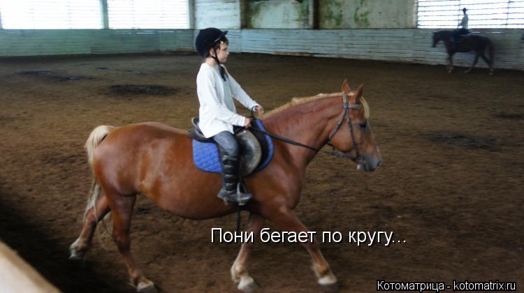 Котоматрица: Пони бегает по кругу...