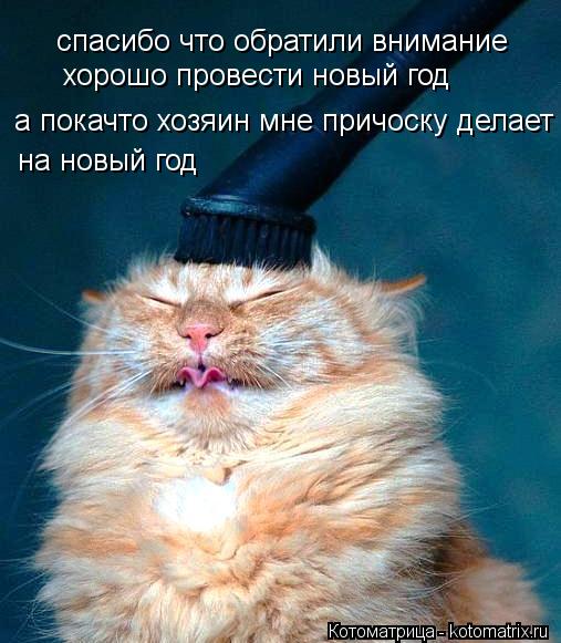 Котоматрица: спасибо что обратили внимание  хорошо провести новый год а покачто хозяин мне причоску делает на новый год на новый год