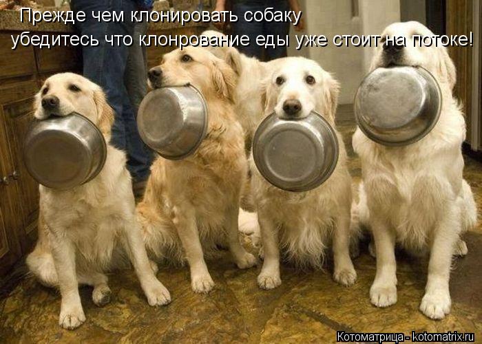 Котоматрица: Прежде чем клонировать собаку убедитесь что клонрование еды уже стоит на потоке!