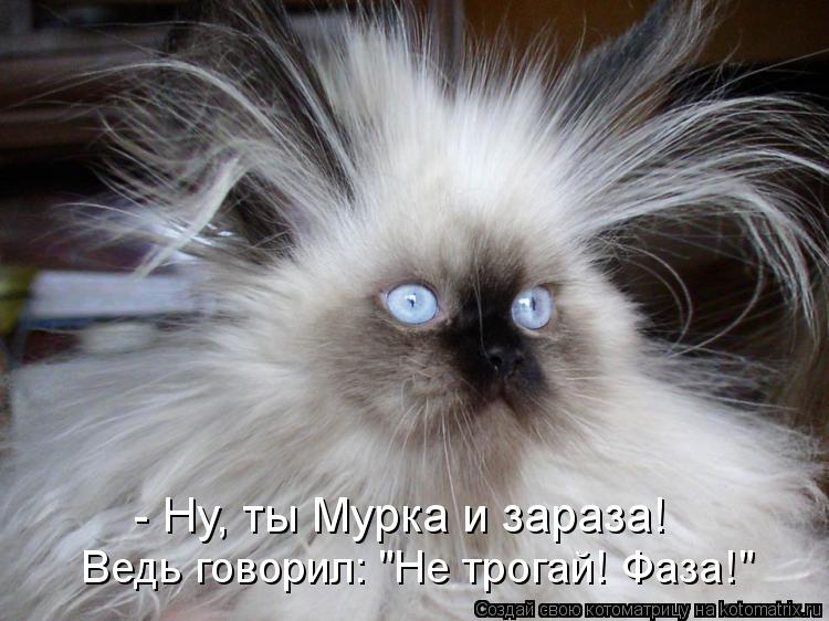 Котоматрица: Ведь говорил: "Не трогай! Фаза!" - Ну, ты Мурка и зараза!